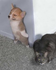 two cats and a dog are standing next to each other on the floor in front of a door