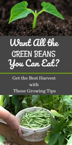 someone holding a bucket full of beans in their garden with the words, want all the green beans you can eat? get the best harvest with these growing tips