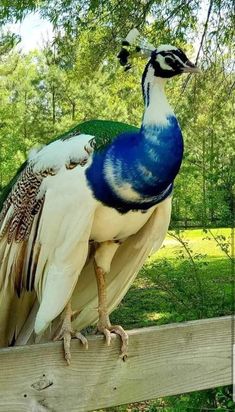 a blue and white bird sitting on top of a wooden fence