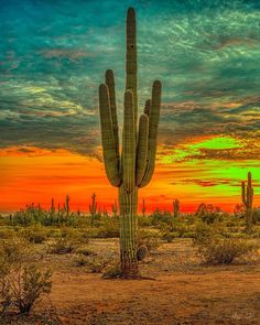 a large cactus standing in the middle of a desert with a colorful sky behind it