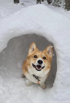 a corgi dog sitting in the middle of a snow covered tunnel with his mouth open