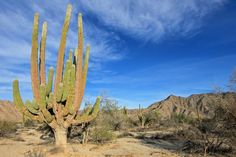 a large cactus in the desert with mountains in the background