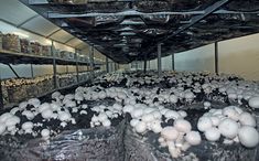 many mushrooms are growing in plastic bags on the shelfs at this planter's warehouse