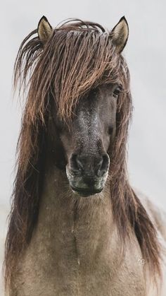 a brown horse with long hair standing in the grass