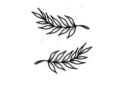 black and white drawing of two leaves on a white background, one is drawn in pencil