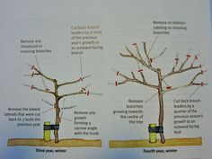 the diagram shows how to cut and prune a tree with no leaves on it