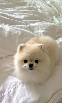 a small white dog sitting on top of a bed