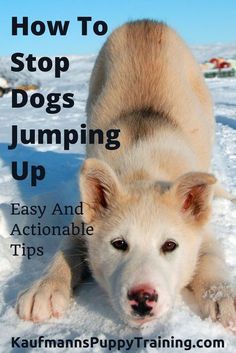 Dog training Dogs Jumping, Puppy Training Tips, Bad Dog