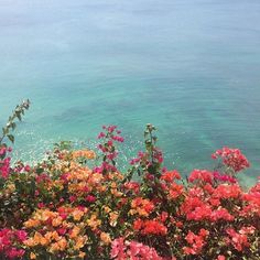 colorful flowers line the edge of a cliff