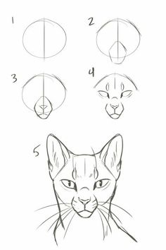 how to draw a cat's face with four different angles and the eyes are drawn