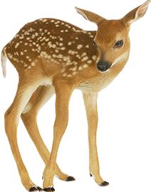 a young deer standing on top of a white surface