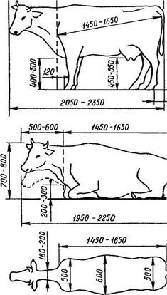 the diagram shows how cows are being milked