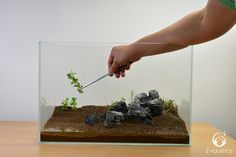 a person is holding a knife in a glass box with rocks and plants inside it