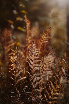 some very pretty plants in the grass with sunlight coming through them on a sunny day