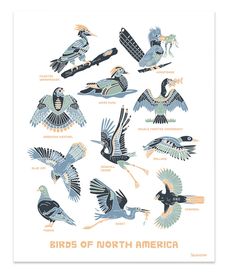 the birds of north america are depicted in this poster