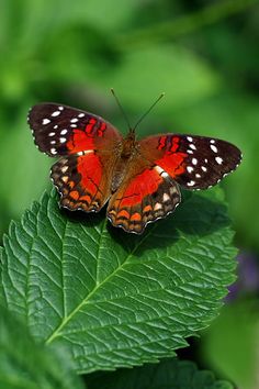 a red and black butterfly sitting on top of a green leaf