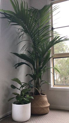 two potted plants sitting next to each other in front of a window on the floor