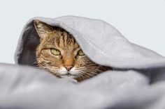 a cat peeking out from under a blanket