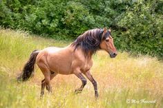 a horse is running through the tall grass