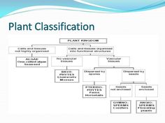 a plant class diagram with the name and description