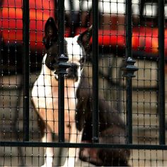 a black and white dog sitting behind a fence