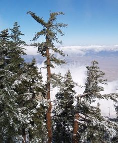 snow covered pine trees on top of a mountain