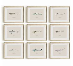 six framed photographs of sharks in various sizes