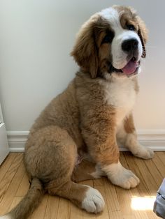 a brown and white dog sitting on top of a hard wood floor next to a wall