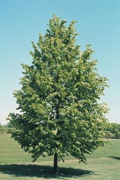 a large tree in the middle of a field