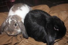 two rabbits sitting on top of a bed next to each other, one black and the other white