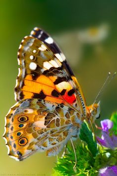 a close up of a butterfly on some flowers