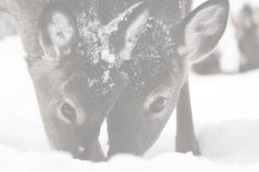 two deer standing next to each other in the snow