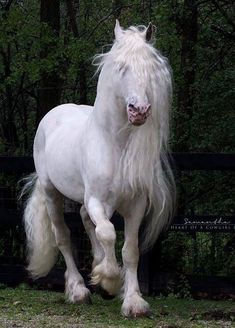 a white horse with long hair standing in front of a fence and looking at the camera