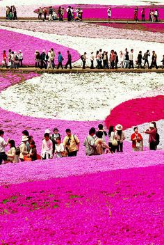 many people are walking in the field with pink flowers