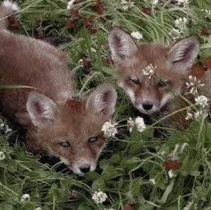 two foxes are standing in the tall grass with white flowers on their head and one is looking at the camera