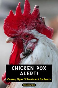 Concerned about Fowl Pox in your chickens? This post explores the causes, symptoms, and treatment options to help you keep your flock healthy! #chickencare #chickenhealth Fowl Pox In Chickens, Chicken Poop, Chicken Owner, Health Disease, Bacterial Infection, Chicken Breeds, Raising Chickens, Stay Healthy