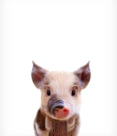 a baby pig is looking at the camera with an intense look on it's face