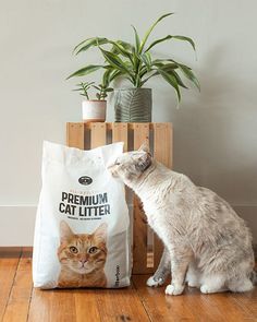 a cat sitting on the floor next to a bag of cat litter and a potted plant