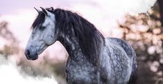 a black and white horse standing in the grass