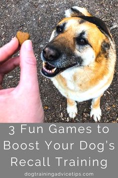 a dog that is eating something out of his hand with the caption saying, 3 fun games to booster your dog's recall training