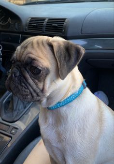 a pug dog sitting in the driver's seat of a car looking at the camera