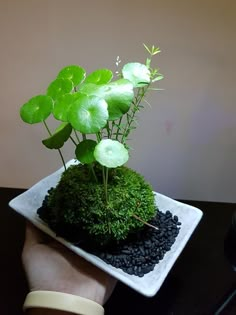 a person holding a plate with plants in it on top of a black table next to a phone