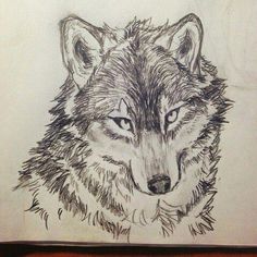 a pencil drawing of a wolf's face