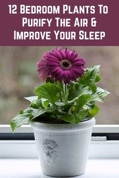 a purple flower sitting in a white pot on top of a window sill with the words, 12 bedroom plants to purify the air and improve your sleep