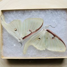 two white moths sitting in a box on top of a table