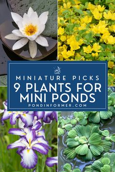 Article about the 9 best plants for mini ponds, featuring small-scale aquatic species perfect for compact water gardens and decorative containers.