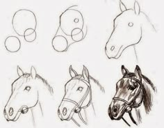 four different types of horses are shown in this drawing