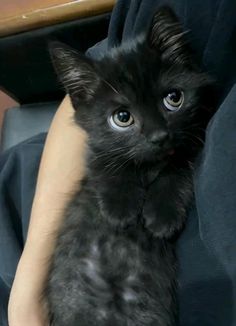 a black kitten is sitting on someone's lap