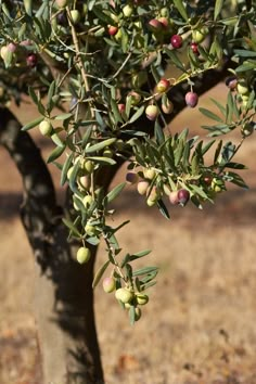 an olive tree with lots of fruit growing on it