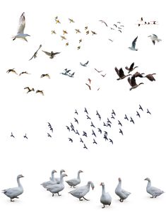 a flock of birds flying over a white sky next to each other in the same direction